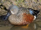 Australian Shoveler (WWT Slimbridge October 2012) - pic by Nigel Key